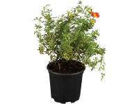 OBI Mochna křovitá (Potentilla fruticosa) červená, výška 30-40 cm, cca 3 l