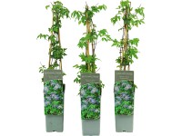 GROW by OBI Plamének alpský (Clematis alpina) 