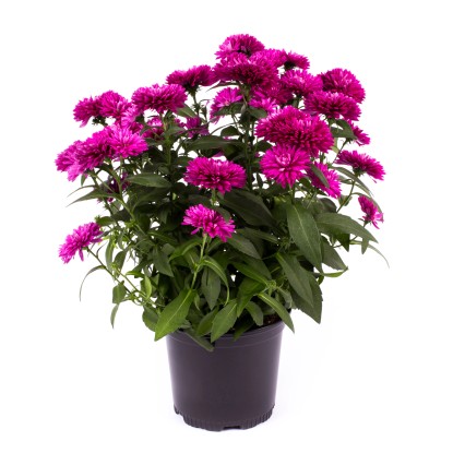 Hvězdnice (Aster Hybrid), různé barvy, výška cca 15-25, pr. kv. cca cm 11 cm