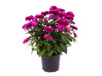 Hvězdnice (Aster Hybrid), různé barvy, výška cca 15-25, pr. kv. cca cm 11 cm Hvězdnice (Aster Hybrid), různé barvy, výška cca 15-25, pr. kv. cca cm 11 cm