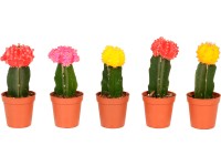 Vyšlechtěný Kaktus 