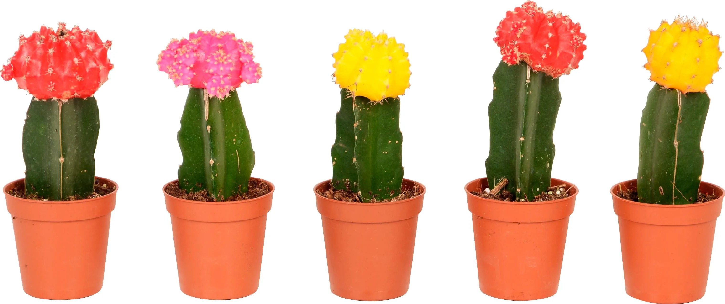 Vylechtn Kaktus "Neon Style" vka cca 20-25 cm prmr kvtine 8,5 cm