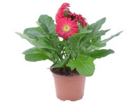 Gerbera růžová Gerbera růžová
