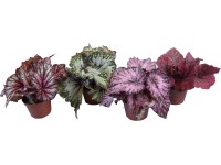 Královská begónie mix z 