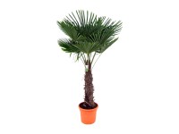 Gartenbau Palma konopná (Trachycarpus fortunei) cca 250 cm, pr. 55 cm