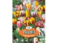 Tulipány 