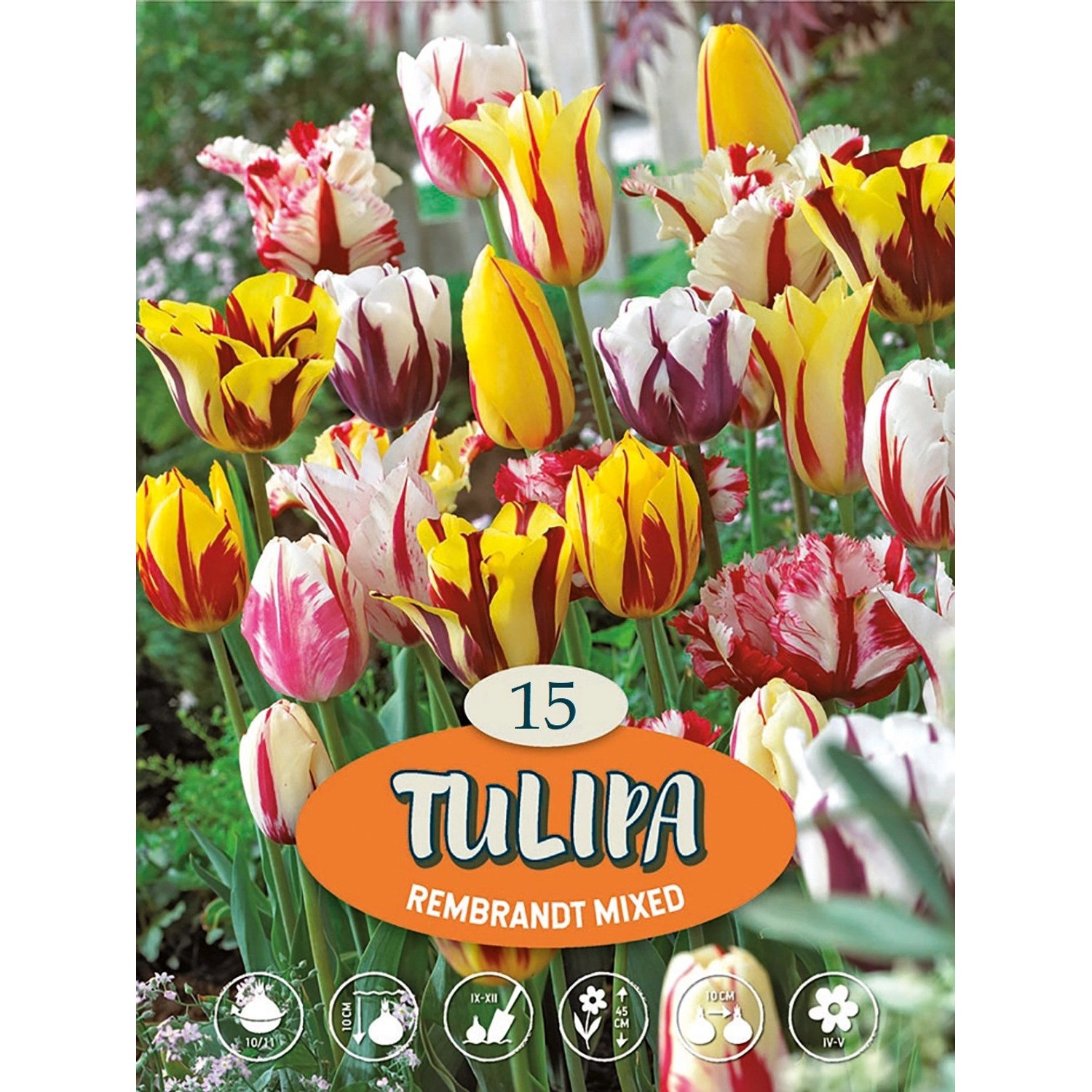 Tulipány "Rembrandt mix" vícebarevné