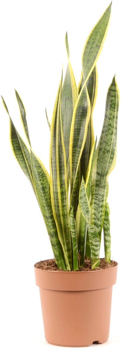 Tchynin Jazyk Koupit (tchyniných jazyků, Sansevieria trifasciata, často nabízejí) Tchynin Jazyk Koupit