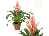 GROW by OBI Vrísea (Vrisea Hybrid) 