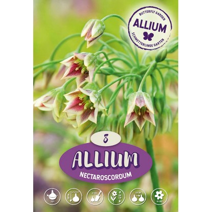 Okrasný česnek Nectaroscordum