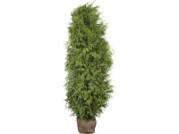 Landgard Zerav západní (Thuja occidentalis) Landgard Zerav západní (Thuja occidentalis)