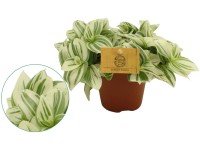 GROW by OBI Podeňka (Tradescantia) 