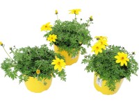 Grow by OBI Dvouzubec (Bidens ferulifolia), žlutý, pr. cca 13 cm Grow by OBI Dvouzubec (Bidens ferulifolia), žlutý, pr. cca 13 cm