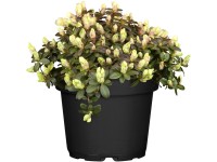 OBI Pěnišník Ludlowův OBI Pěnišník Ludlowův