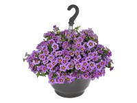 Q-Flower Záhonové rostliny různé druhy modré cca pr. 27 cm Q-Flower Záhonové rostliny různé druhy modré cca pr. 27 cm