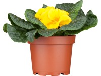 Landgard Prvosenka bezlodyžná (Primula acualis) různé barvy pr. cca 9 cm