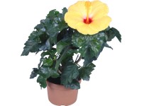 Ibišek čínská růže Hawaii mix průměr květináče cca 13 cm Ibišek čínská růže Hawaii mix průměr květináče cca 13 cm