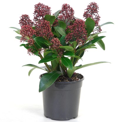 Skimie japonská "Skimmia japonica" Rubella, pr. cca 15 cm
