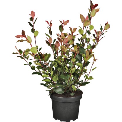 OBI Blýskalka "Little Red Robin" výška cca 30-40 cm květináč cca 3 l