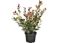 OBI Blýskalka OBI Blýskalka