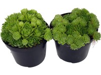 OBI Netřesk zelený průměr květináče cca 12 cm Sempervivum