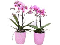 Orchidej motýlokvětá 