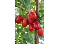 Dřín obecný (cornus mas) Jolico