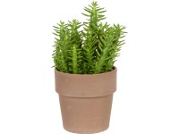 Kaktusy mix v terakotovém květináči o průměr cca 11,5 cm