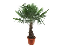 Gartenbau Palma konopná (Trachycarpus fortunei) cca pr. 34 cm