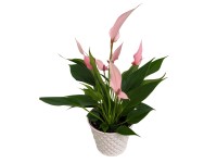 Toulitka Andréova (Anthurium andreanum) 