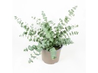 Gartenbau Blahovičník Gunnův (Eucalyptus gunnii) cca pr. 14 cm