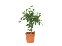 GROW by OBI Moruše zakrslá 