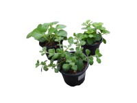 Rýmovník, květináč 11 cm, mix druhů Rýmovník, květináč 11 cm, mix druhů