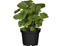 Landgard Topolovka růžová (Alcea rosea) pr. 13 cm Landgard Topolovka růžová (Alcea rosea) pr. 13 cm