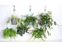 GROW by OBI Rděnka (Eschynantus) různé druhy pr. 15 cm GROW by OBI Rděnka (Eschynantus) různé druhy pr. 15 cm