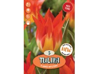 Royal De Ree Holland Květinové cibulky Tulipán Flames Mystery