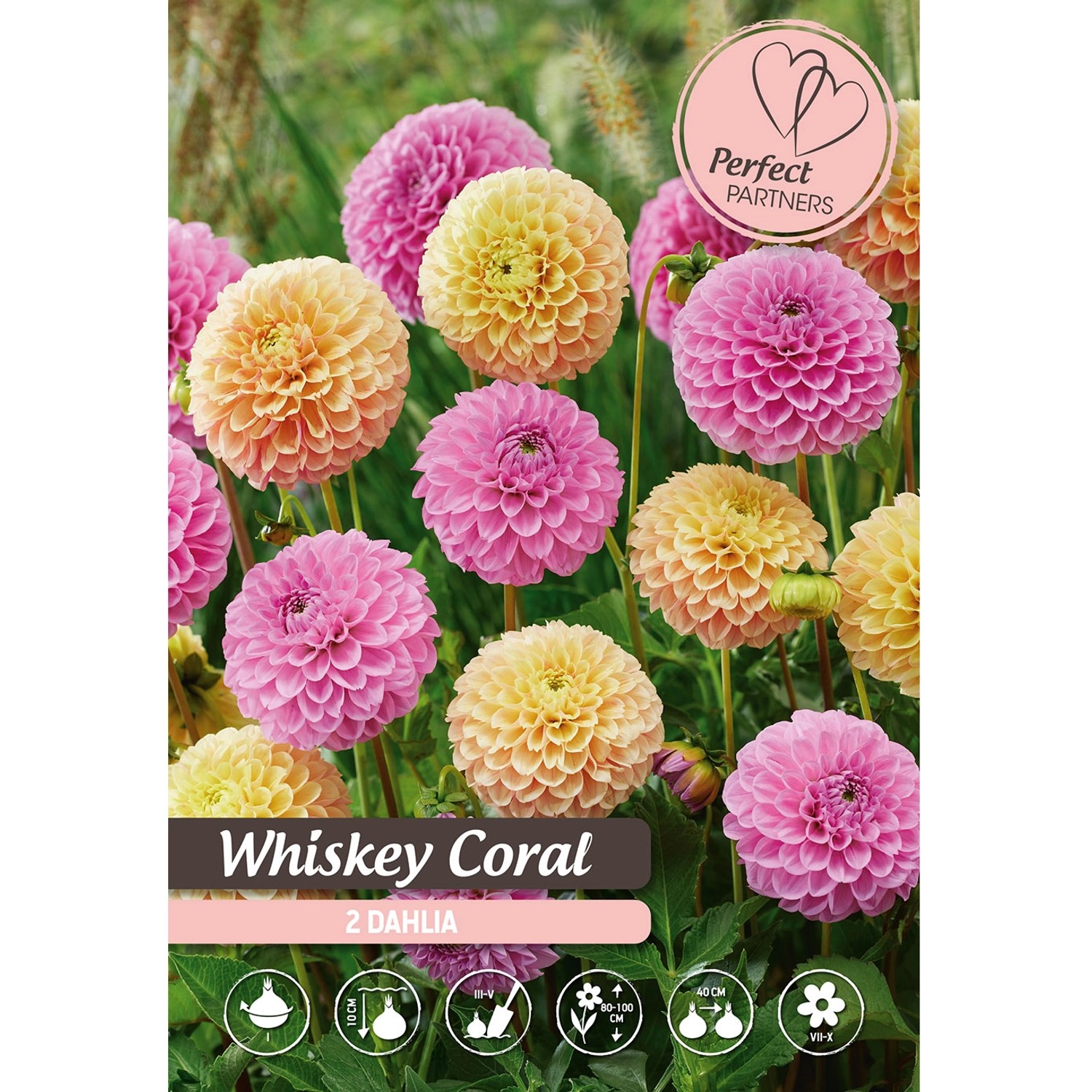 Cibulka jiřina (Dahlia) ''Whiskey Coral'', 1 ks