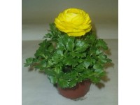 MONTANO Pryskyřník (Ranunculus) cca pr. 10 cm
