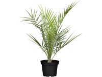 GROW by OBI Datlovník kanárský (Phoenix canariensis) cca výška 25 cm, 2 l