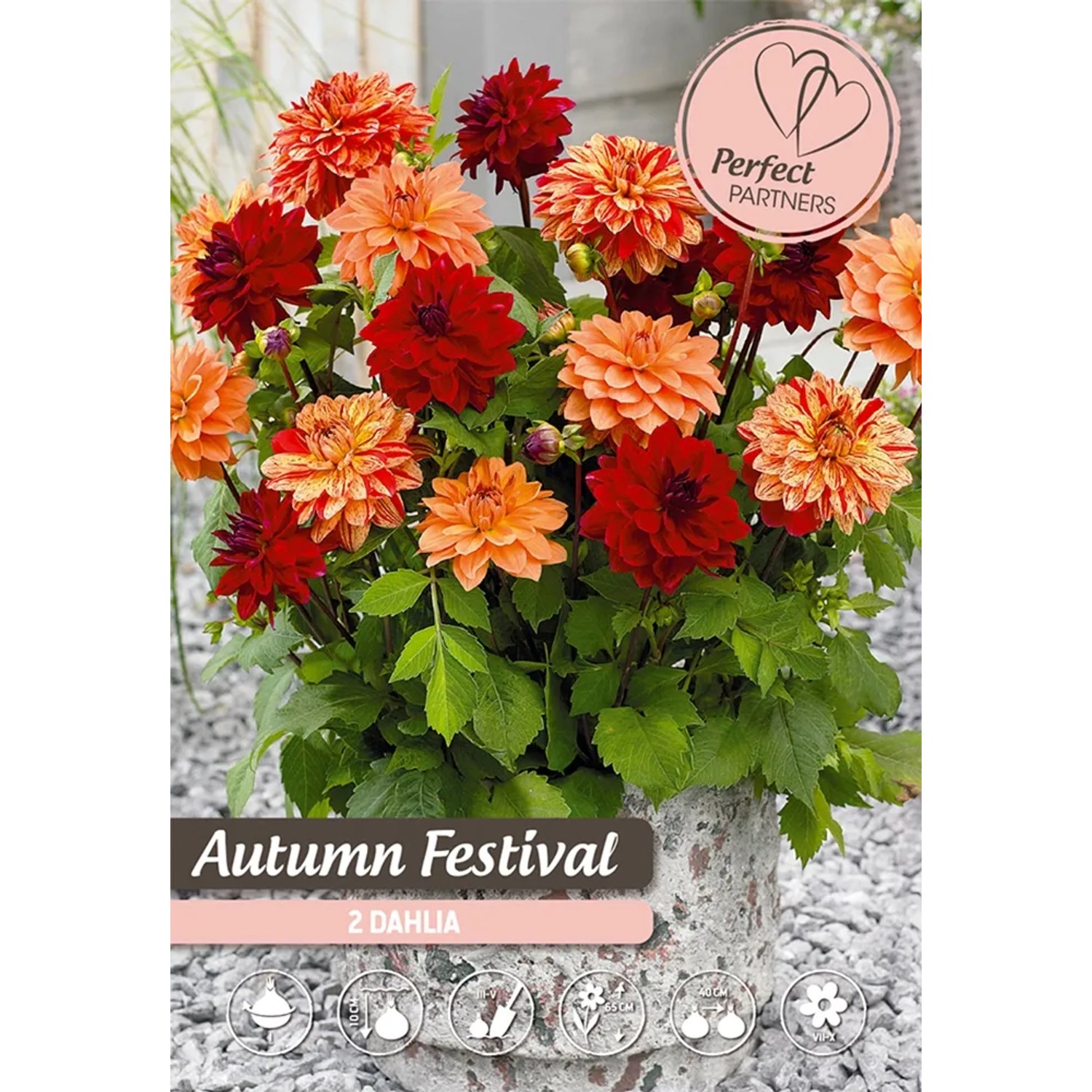 Směs jiřin "Autumn Festival"