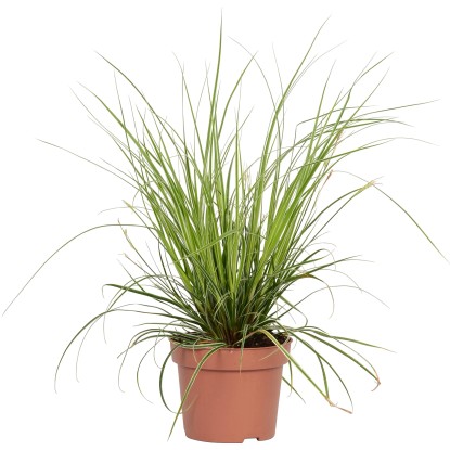 OBI Ostřice ošimenská (Carex oshimensis) "Everest" pr. cca 12 cm