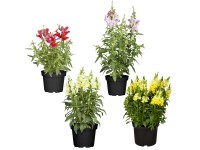 Hledík barevný mix průměr květináče cca 13 cm