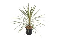 GROW by OBI Dračinka (Cordyline australis) 