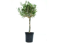 GROW by OBI Olivovník evropský (Olea europaea) mini, cca 40 cm, kv. 1 l