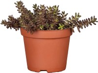 OBI Rozchodník průměr květináče cca 19 cm Sedum OBI Rozchodník průměr květináče cca 19 cm Sedum