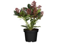 Landgard Skimie japonská (Skimmia japonica) 