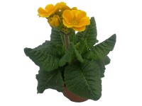 Prvosenka vyšší, květináč 11 cm