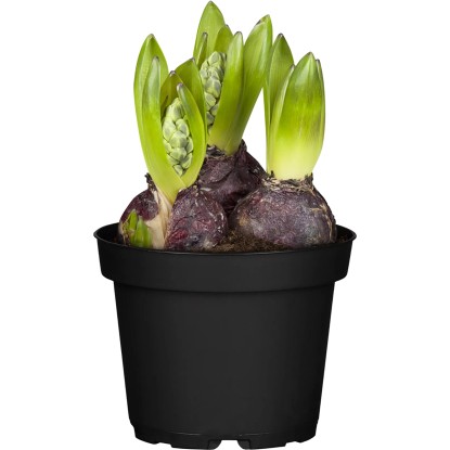 OBI Hyacint 3 cibulky průměr květináče cca 12 cm Hyacinthus orientalis