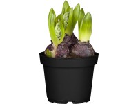 OBI Hyacint 3 cibulky průměr květináče cca 12 cm Hyacinthus orientalis