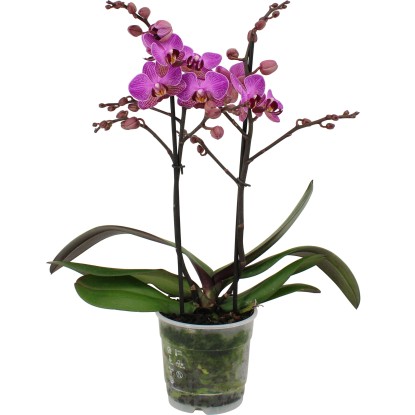 GROW by OBI Orchidej motýlokvětá "Phalaenopsis", různé druhy, pr. 12 x 35-50 cm